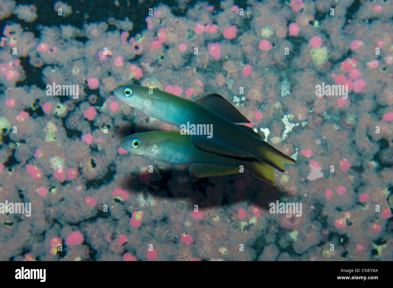 Blackfin Dartfish, Ptereleotris euides Stock Photo