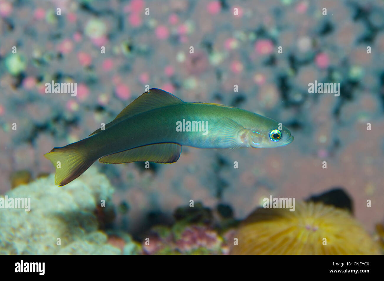 Blackfin Dartfish, Ptereleotris euides Stock Photo