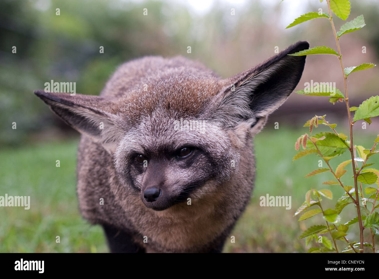 Africa Animals Bat Eared Fox Big Ears Ears Fox Stock Photo - Alamy Africa Animals Bat Eared Fox Big Ears Ears Fox Stock Photo - Alamy