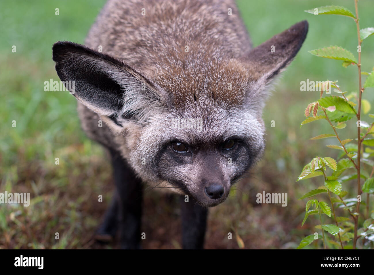Africa Animals Bat Eared Fox Big Ears Ears Fox Stock Photo - Alamy Africa Animals Bat Eared Fox Big Ears Ears Fox Stock Photo - Alamy
