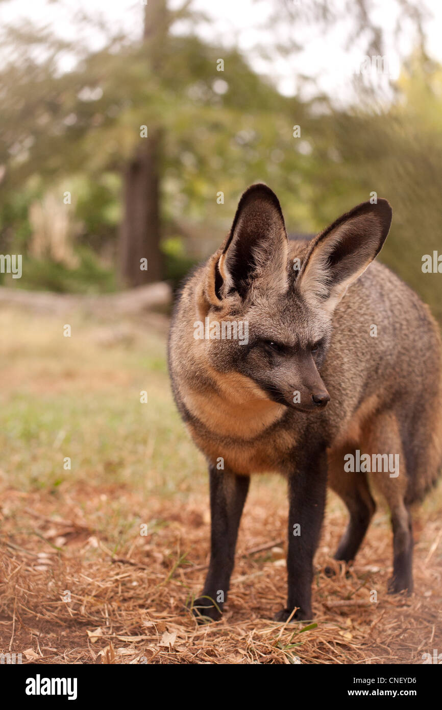 Africa Animals Bat Eared Fox Big Ears Ears Fox Stock Photo - Alamy