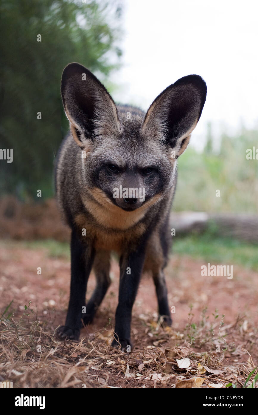 Africa Animals Bat Eared Fox Big Ears Ears Fox Stock Photo - Alamy