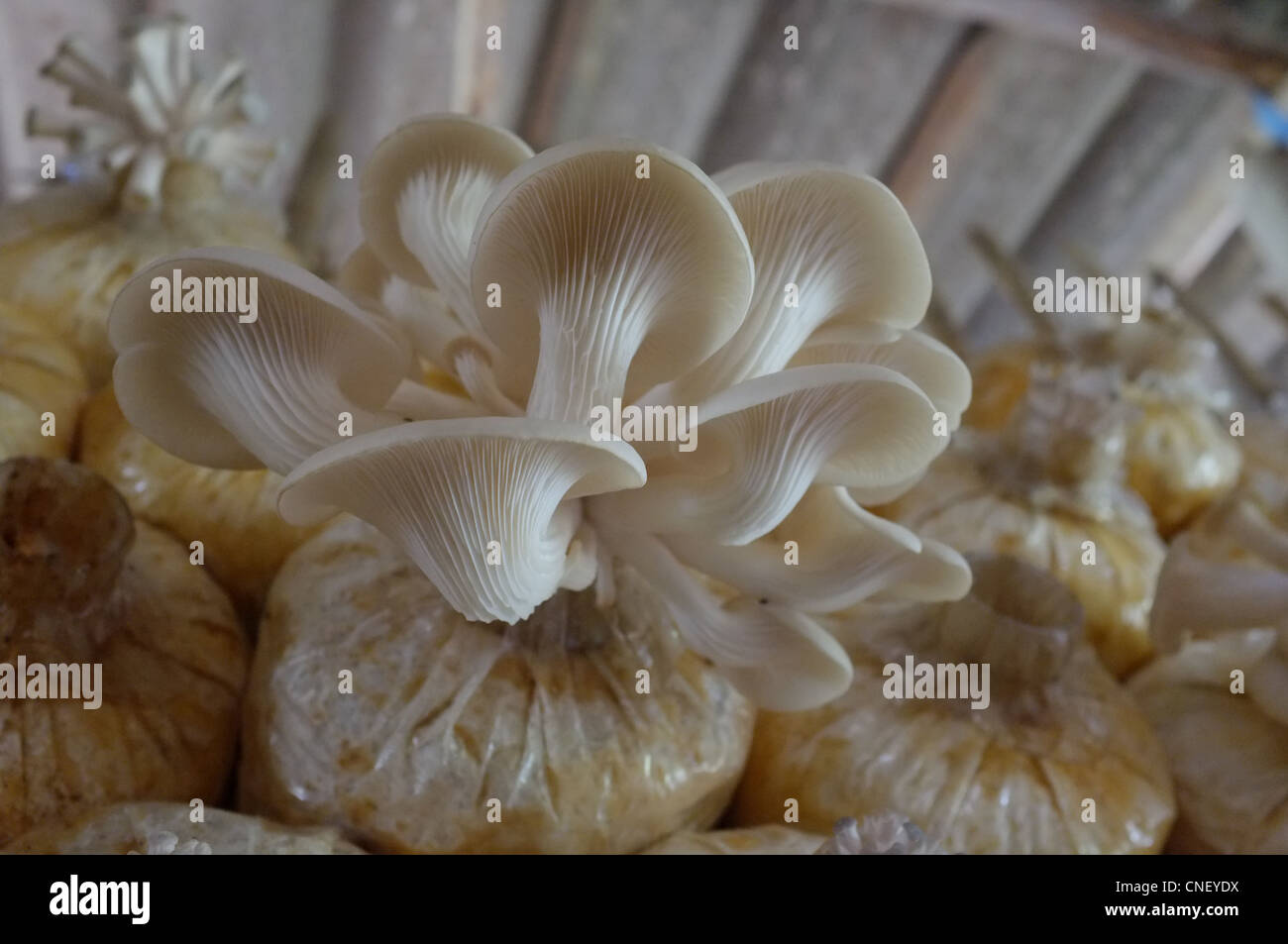 Mushrooms seen here growing under a cool, damp and shaded canopy in a
