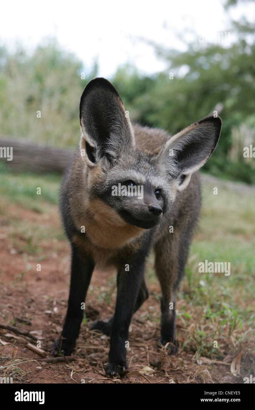 Big eared animals hi-res stock photography and images - Alamy