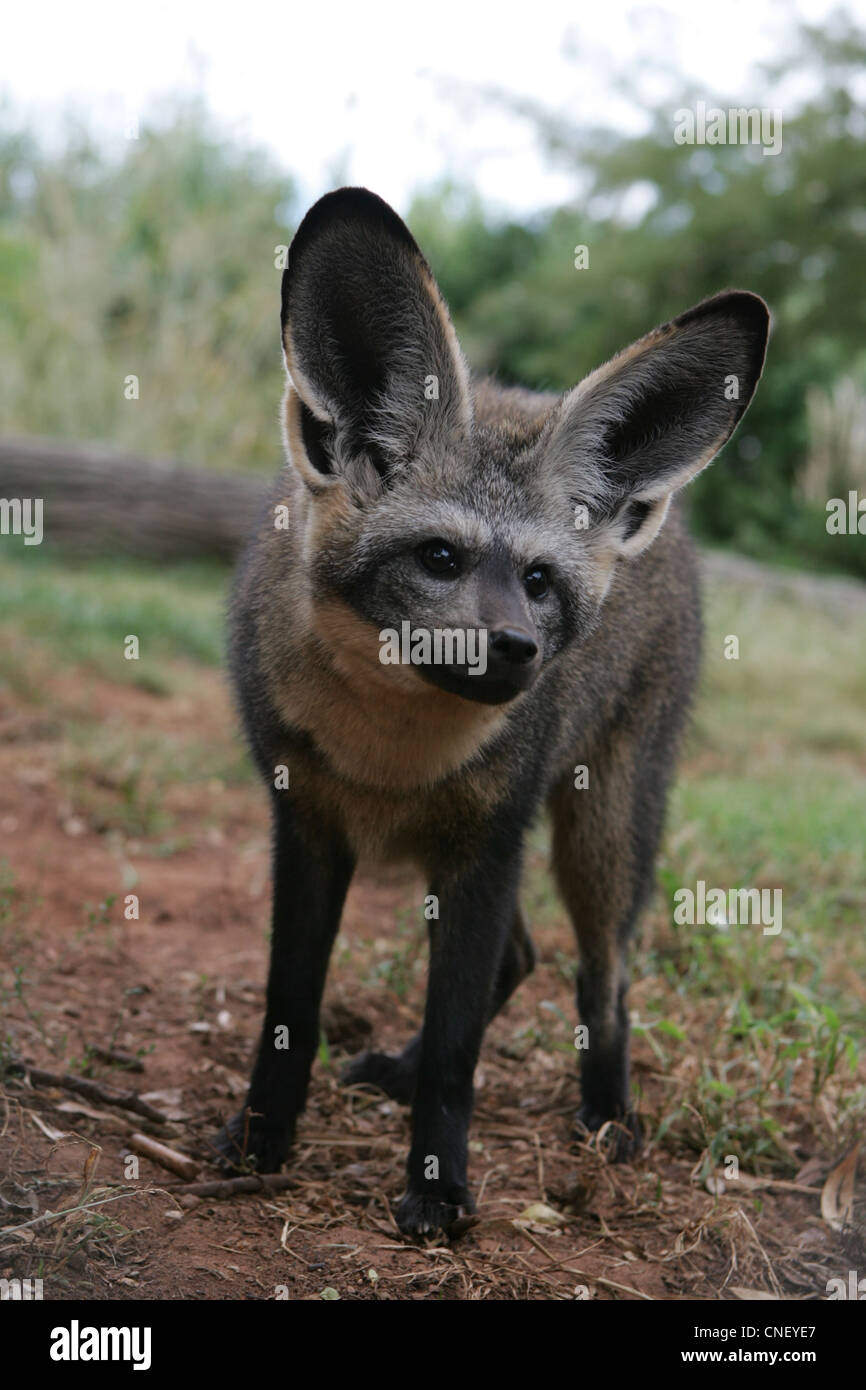Africa Animals Bat Eared Fox Big Ears Ears Fox Stock Photo Alamy