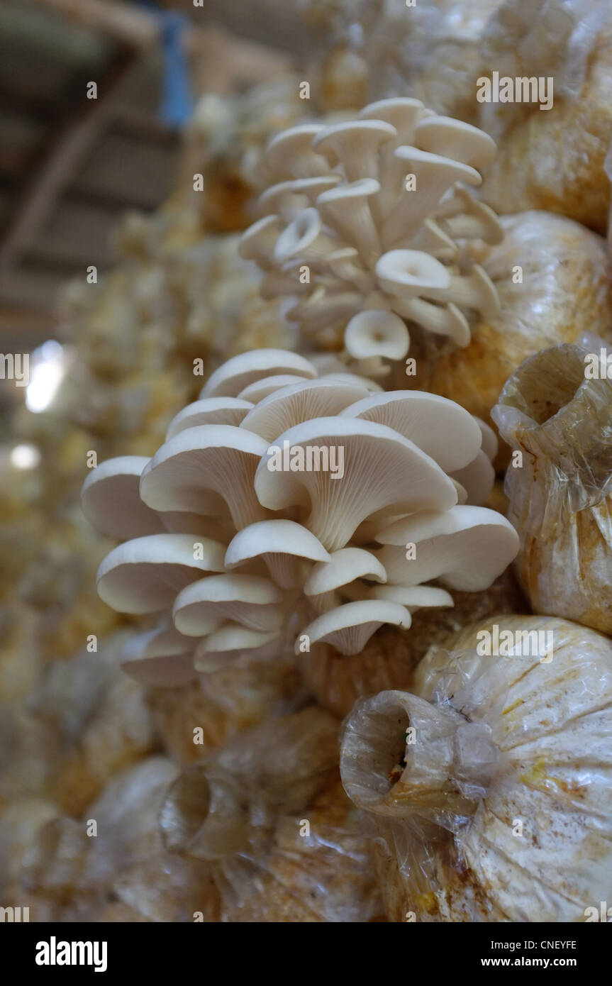 Mushrooms seen here growing under a cool, damp and shaded canopy in a