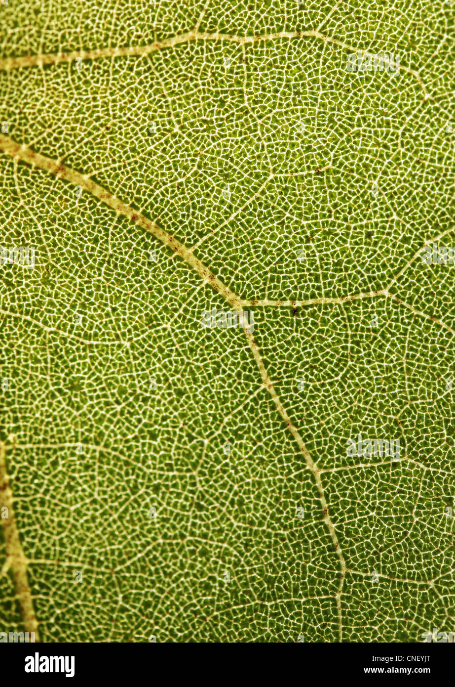 Highly detailed close up photo of a plant foliage showing web of veins Stock Photo