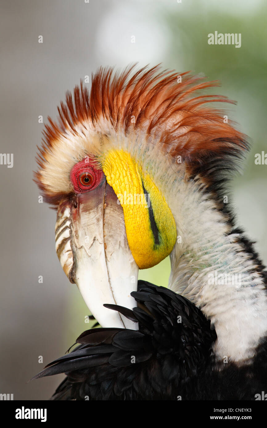 Male Wreathed Hornbill, also known as the Bar pouched Wreathed Hornbill, Rhyticeros undulatus. Stock Photo