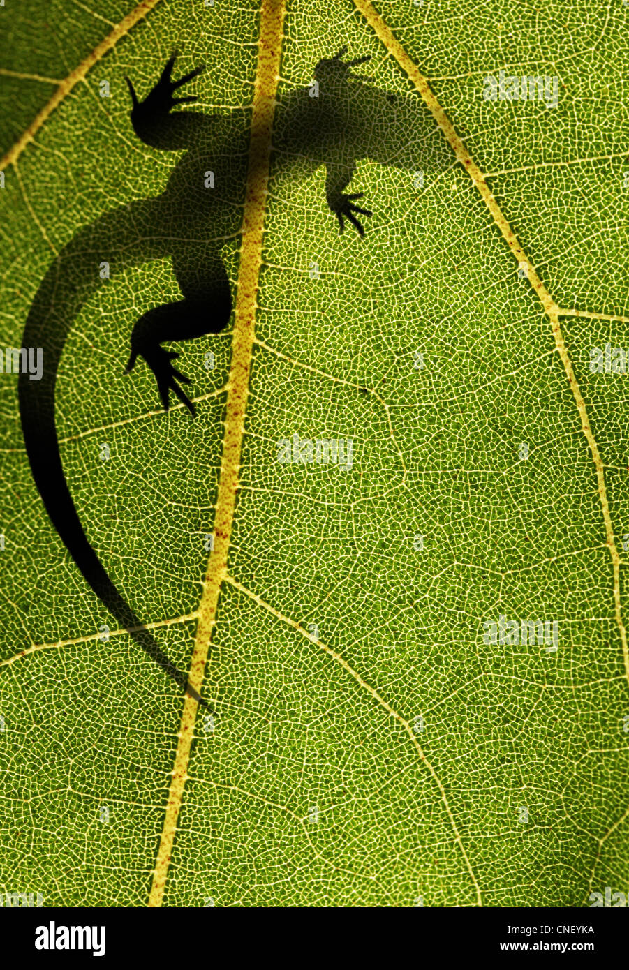 Silhouette of a lizard on top of a leaf back lit by sunlight Stock ...