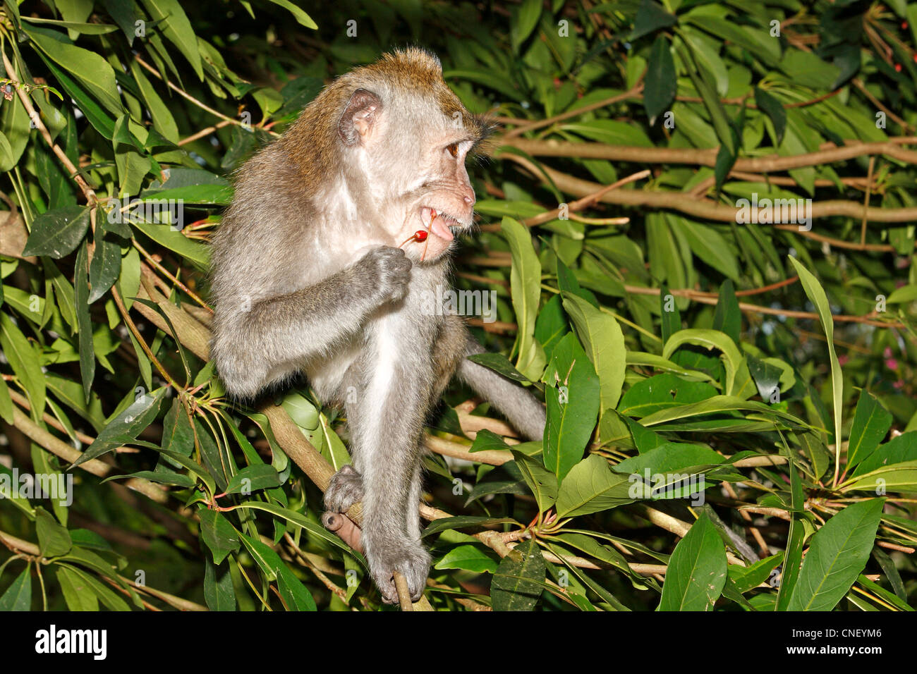 Longtailed Macaque, or Crab Eating Macaque, Macaca fascicularis