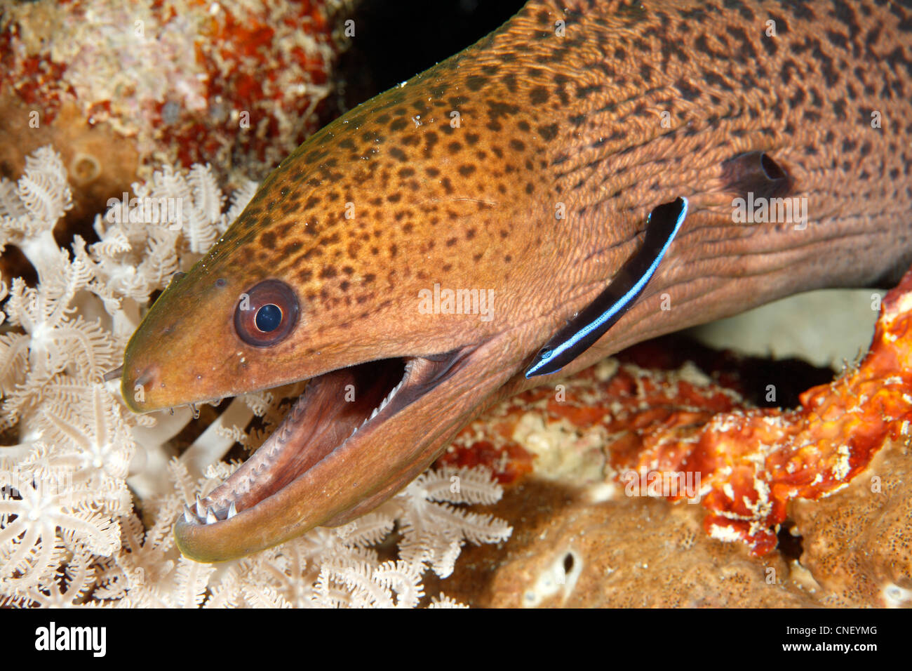 Giant Moray Eel, Gymnothorax javanicus, with a juvenile Blue Streak Cleaner Fish Labroides dimidiatus. Stock Photo