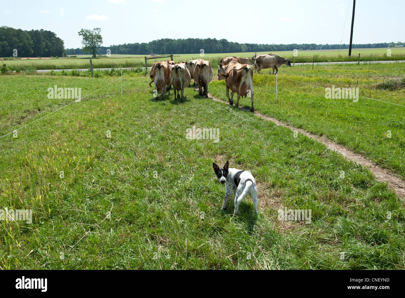 Dog helping to herd dairy cows across a farm Stock Photo Alamy