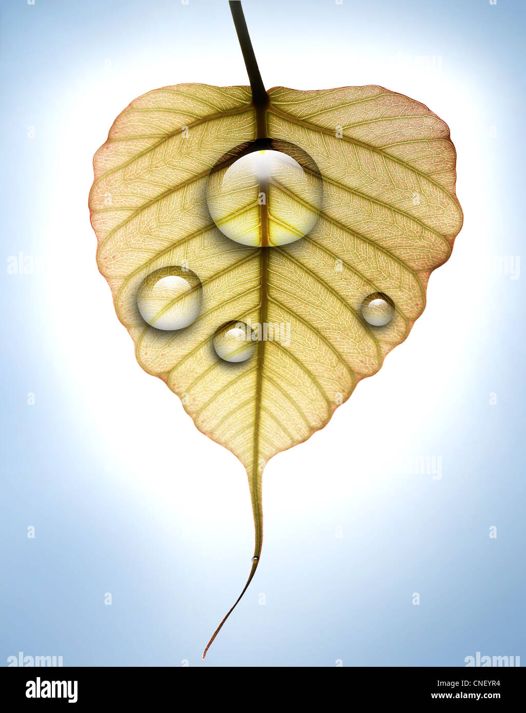 Pipal Leaf High Resolution Stock Photography And Images Alamy