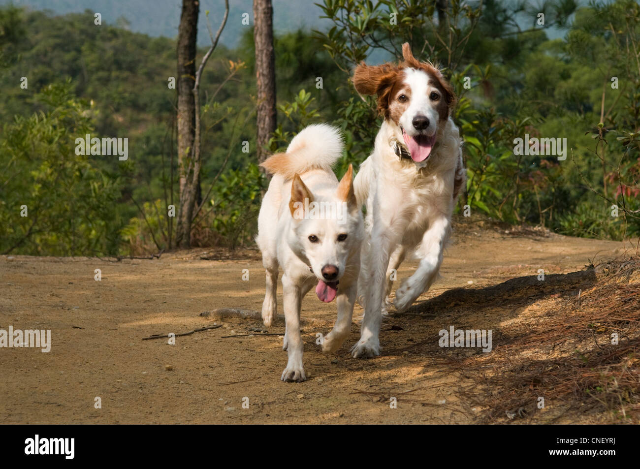 An Irish Red and White Setter and a mixed Breed Shiba Inu dog running along a trail in a park. Stock Photo