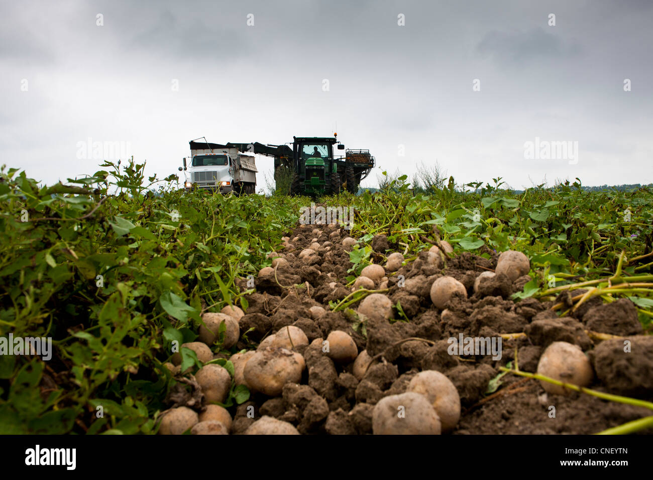 Tractor harvesting potatoes in field Stock Photo Alamy