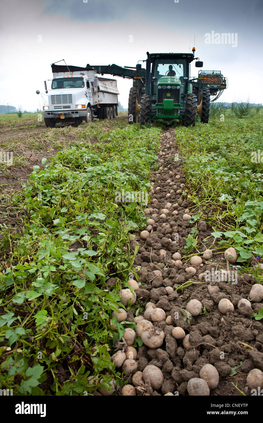 Tractor harvesting potatoes in field Stock Photo Alamy