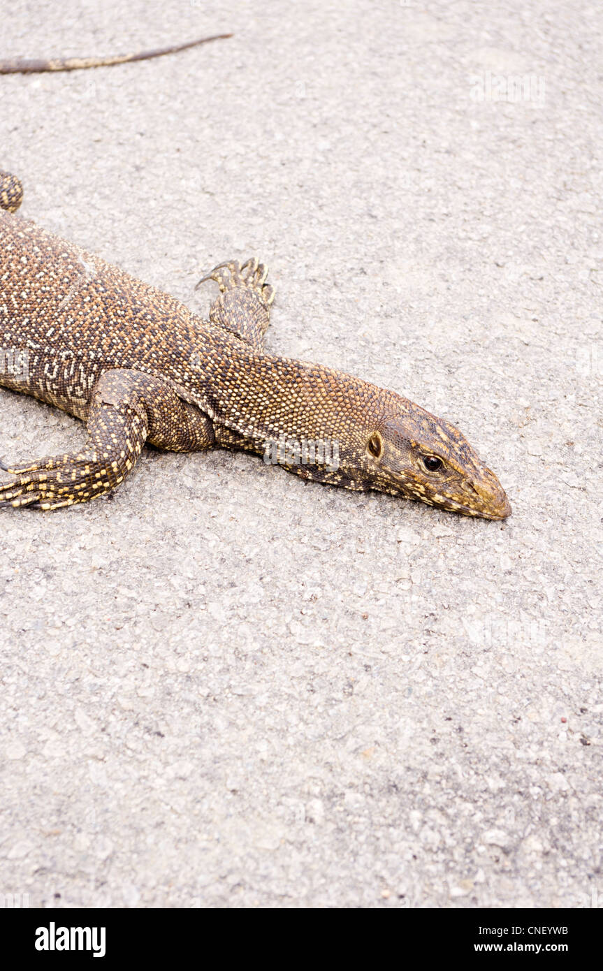 Asian lizards hires stock photography and images Alamy