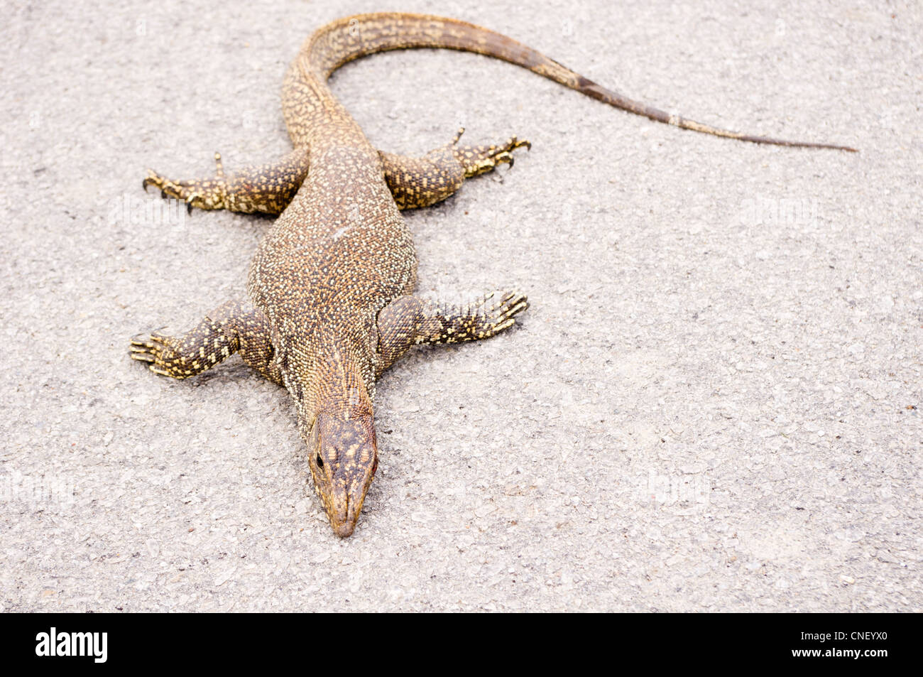 monitor lizard, can be found in many asian countries Stock Photo Alamy
