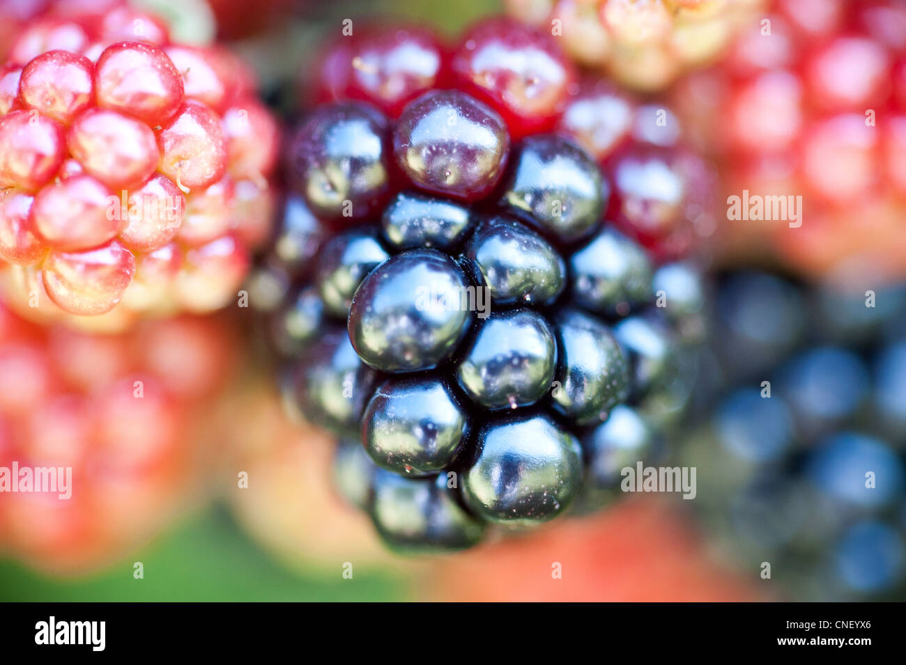 Colorful berries in different stages of ripeness. Stock Photo