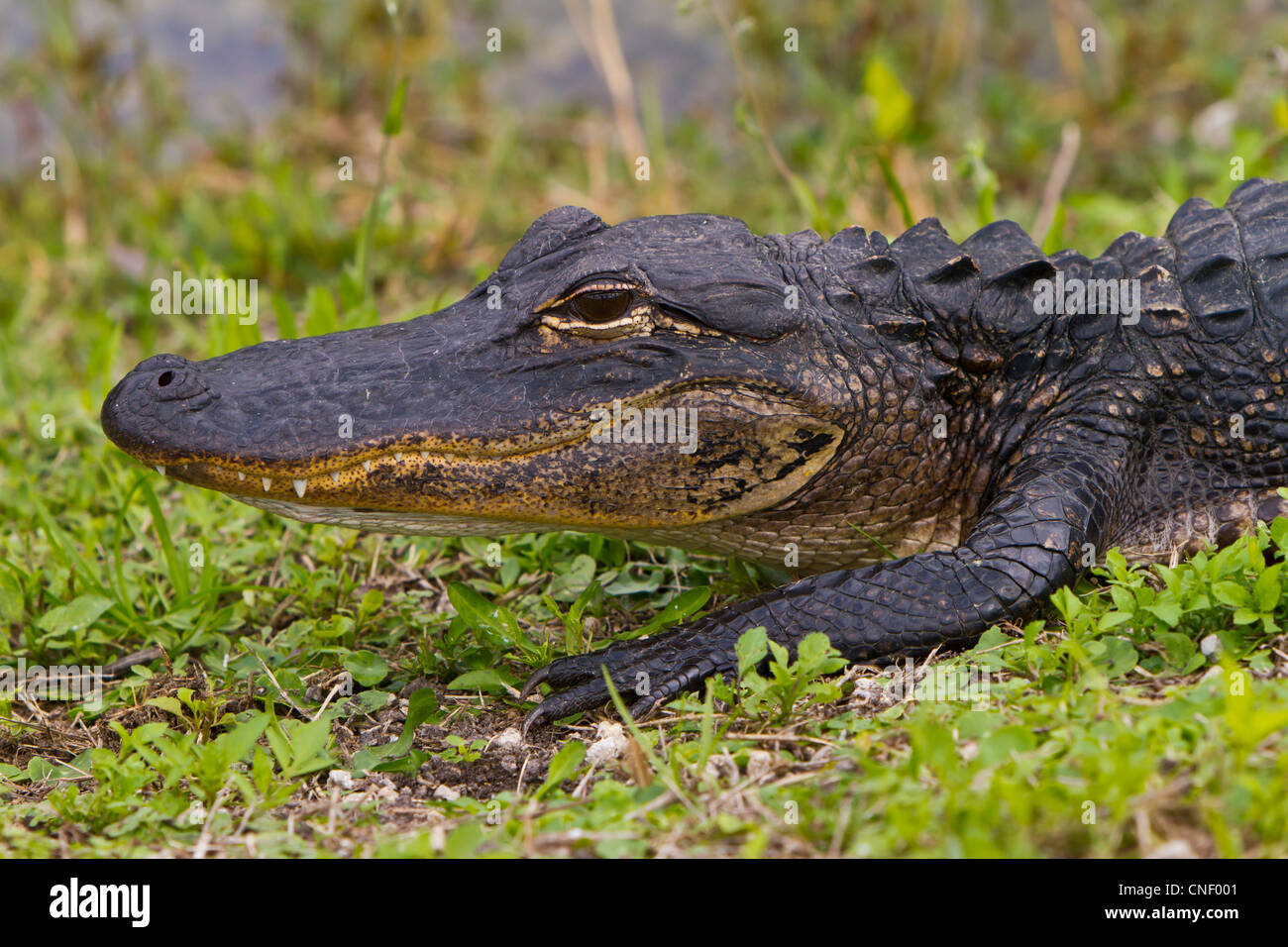 Florida alligator person hi-res stock photography and images - Page 3 -  Alamy