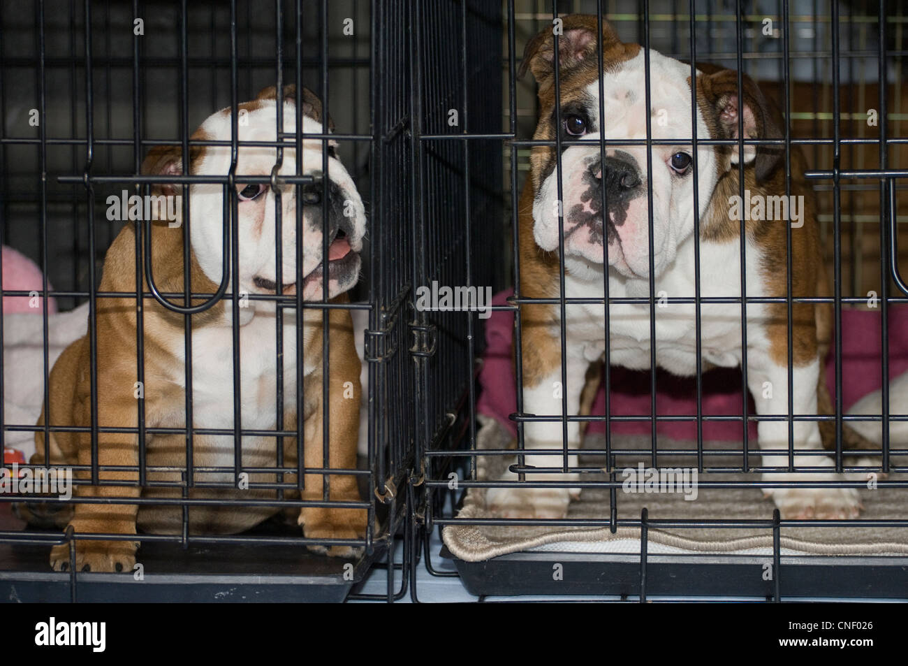 English bulldog puppies in crates Stock Photo - Alamy