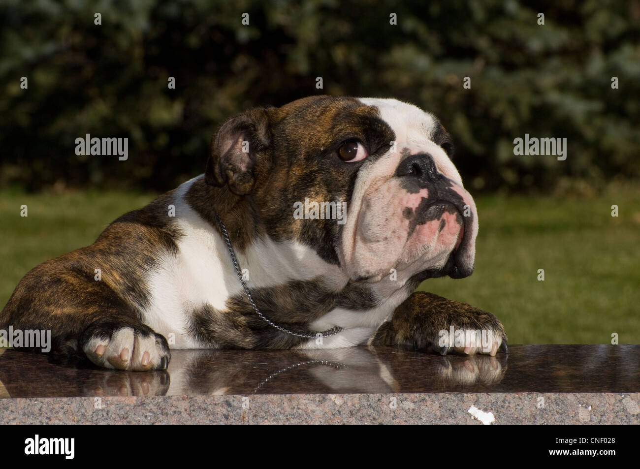 English bulldog with paws on granite bench Stock Photo Alamy