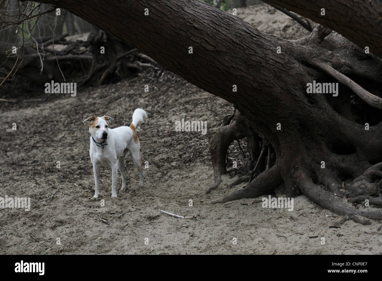 Mutt standing hi-res stock photography and images - Alamy