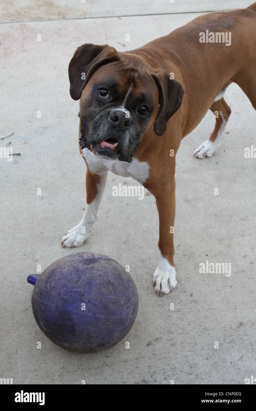 Dog wants to play with ball hires stock photography and images Alamy