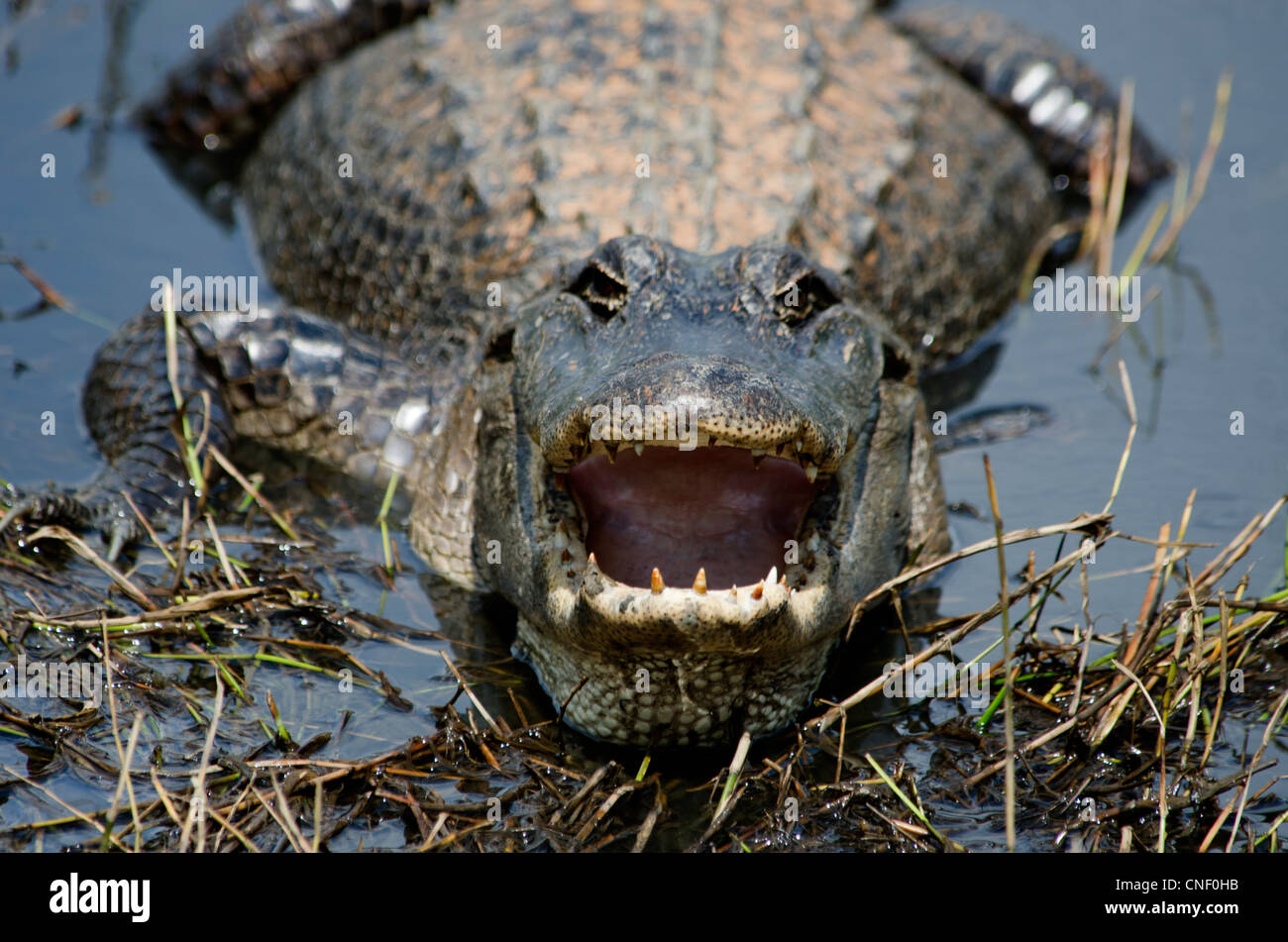 American Alligator, Alligator mississippiensis, with mouth open in a threatening manner. Sabine National Wildlife Refuge, Louisiana, USA Stock Photo
