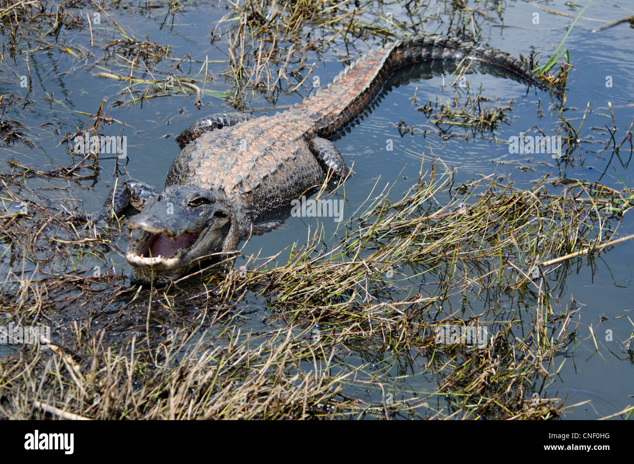 An open-jawed, threatening American Alligator, Alligator mississippiensis, in the Sabine National Wildlife Refuge in Louisiana, USA. Stock Photo