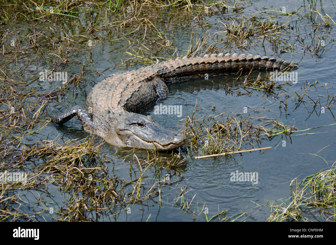 American Alligator, Alligator mississippiensis, in Sabine National Wildlife refuge of Louisiana, USA Stock Photo