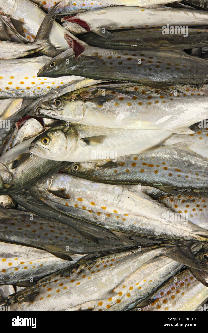 Fresh catch of Spanish mackerel vertical Stock Photo Alamy