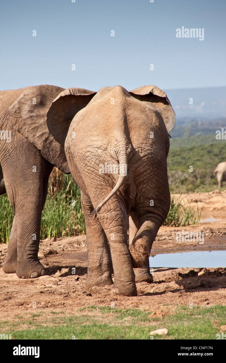 African elephants rear view hi-res stock photography and images - Alamy