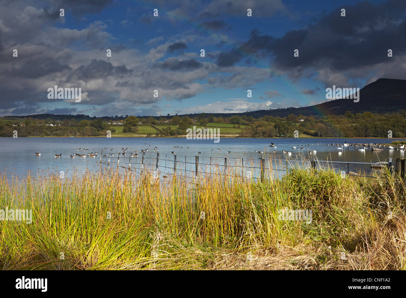 Llangorse Lake, Brecon Beacons National Park, Wales, UK Stock Photo Alamy