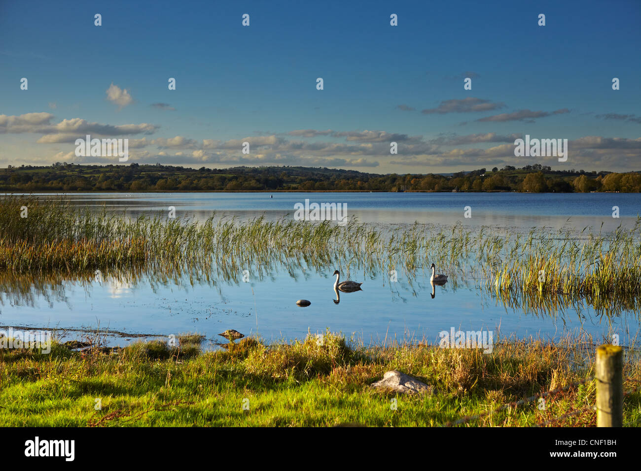Swans on Llangorse Lake, Brecon Beacons National Park, Wales, UK Stock Photo