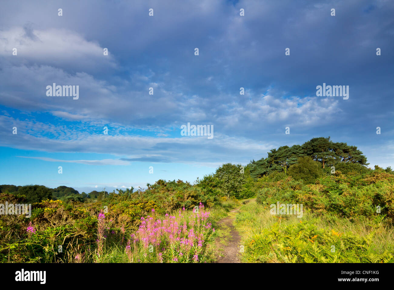 Heathland near Budleigh Salterton Devon Stock Photo