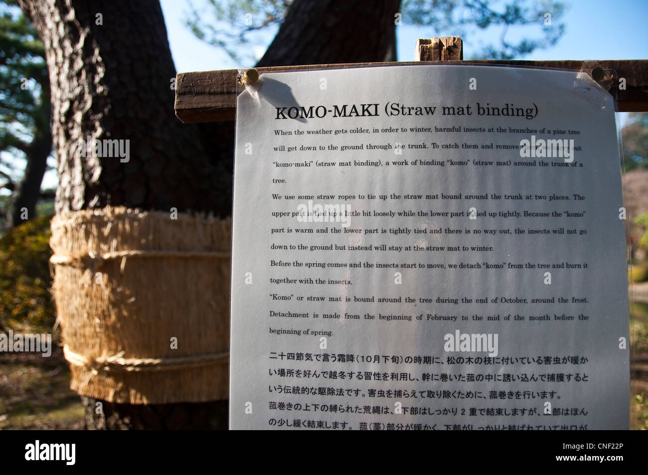 Komo maki - Straw mat binding on a pine tree trunk in Rikugien garden in Tokyo - Japan Stock Photo