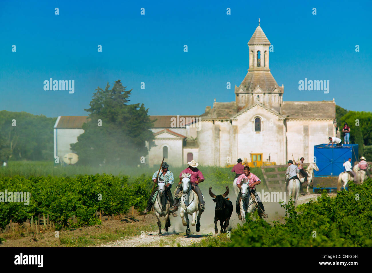 Abrivado, Mas Sainte Cecile, Vauvert, Gard,LanguedocRoussillon, France