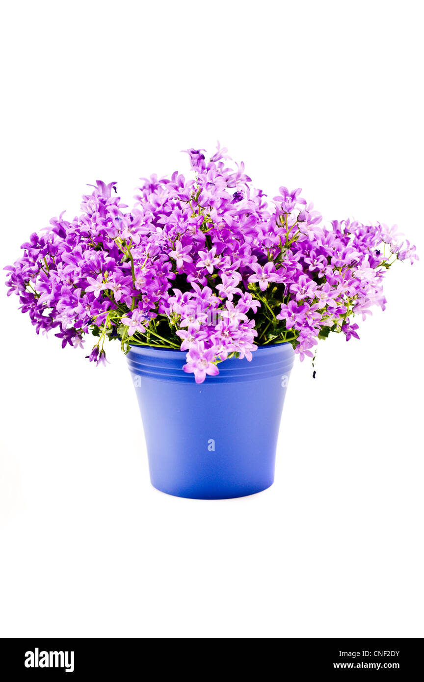 Bluebell flower plant in vase Stock Photo