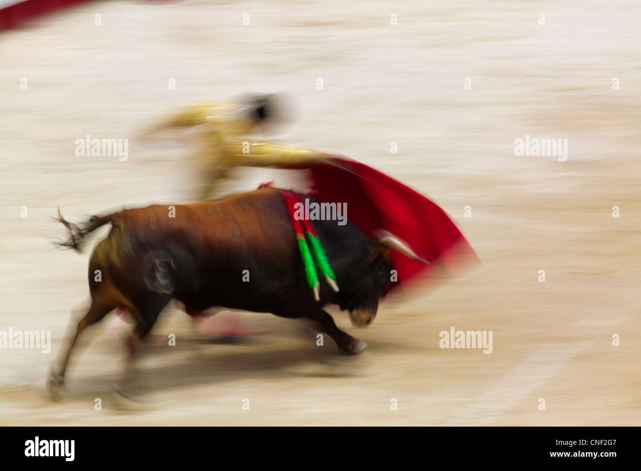 French Bull Fighting Stock Photos & French Bull Fighting Stock Images ...