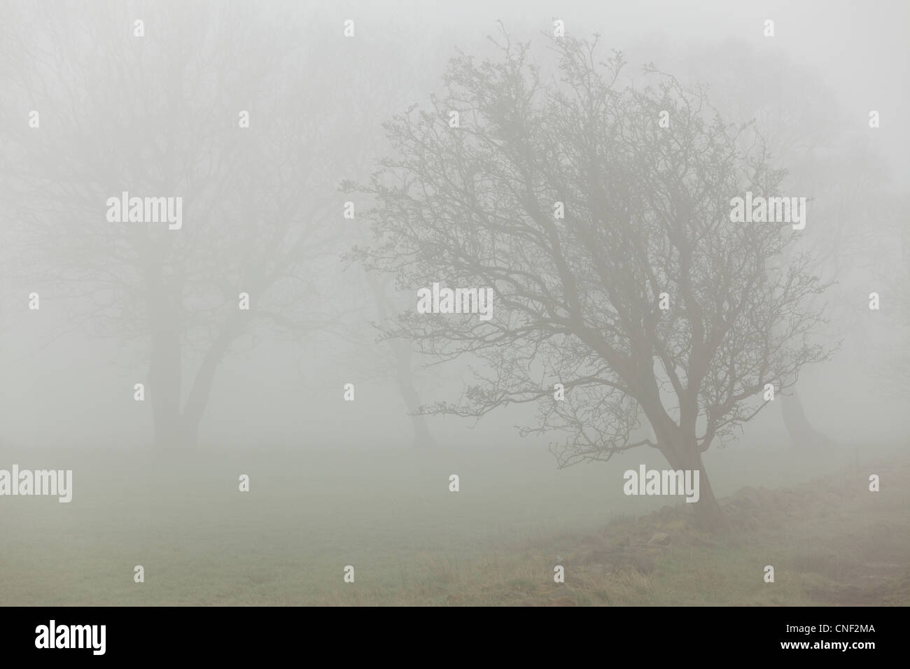 Silhouettes trees in mist hi-res stock photography and images - Alamy