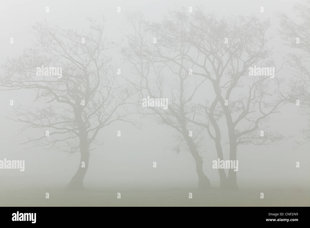 Silhouettes of fog-shrouded trees on a misty spring morning in Yorkshire Stock Photo