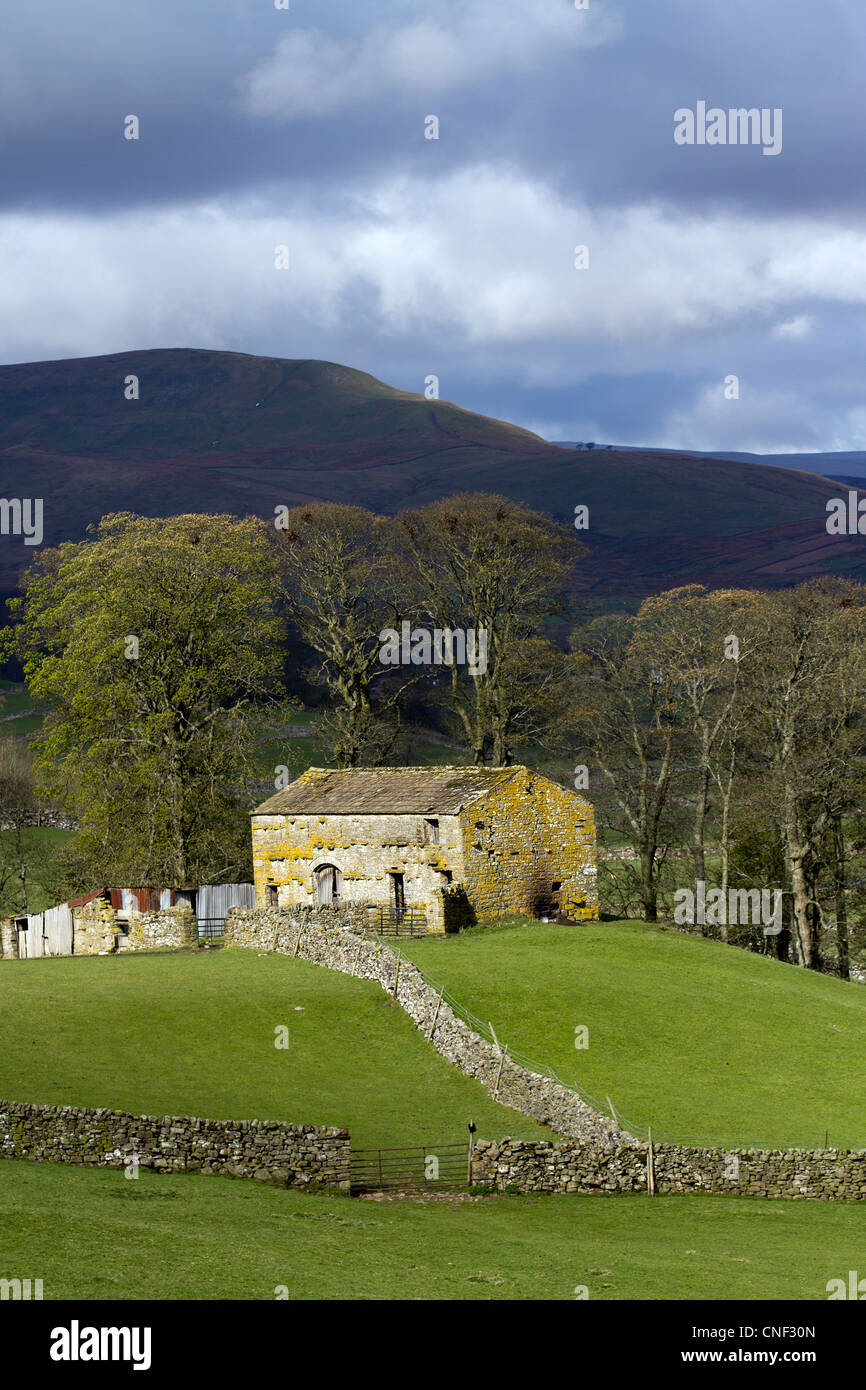 Gated Field and Wensleydale Stone  Barn in Spring on Stormy day in the North Yorkshire Dales, National Park, Richmondshire,  UK Stock Photo