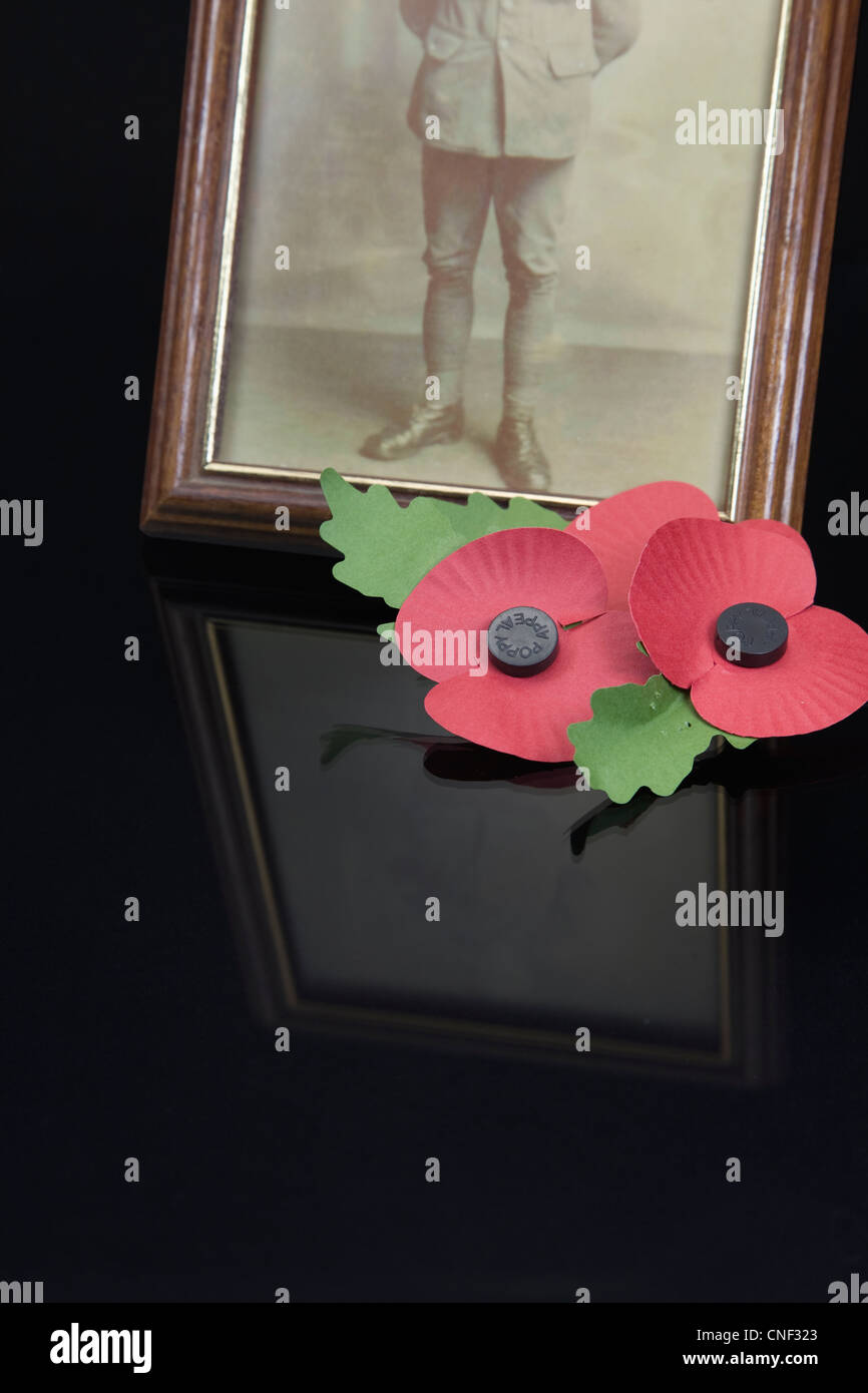 Memorial Poppies next to a photo of a world war one solder Stock Photo