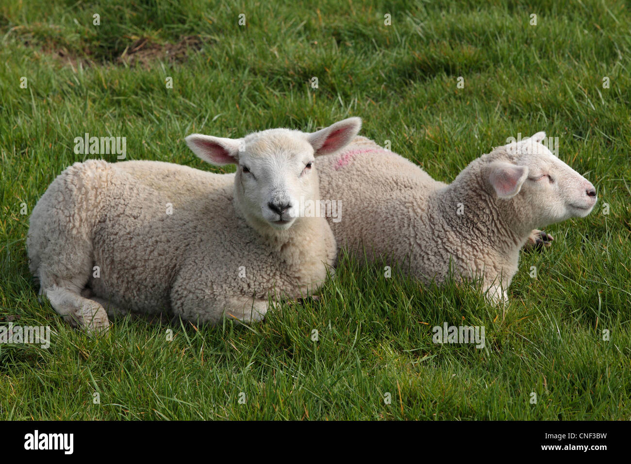 Baby lambs in a field during lambing season in Nidderdale, Yorkshire Stock Photo