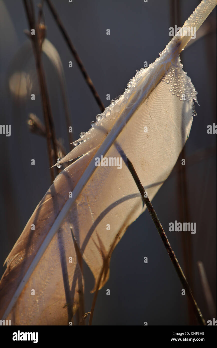 Goose feather hi-res stock photography and images - Alamy