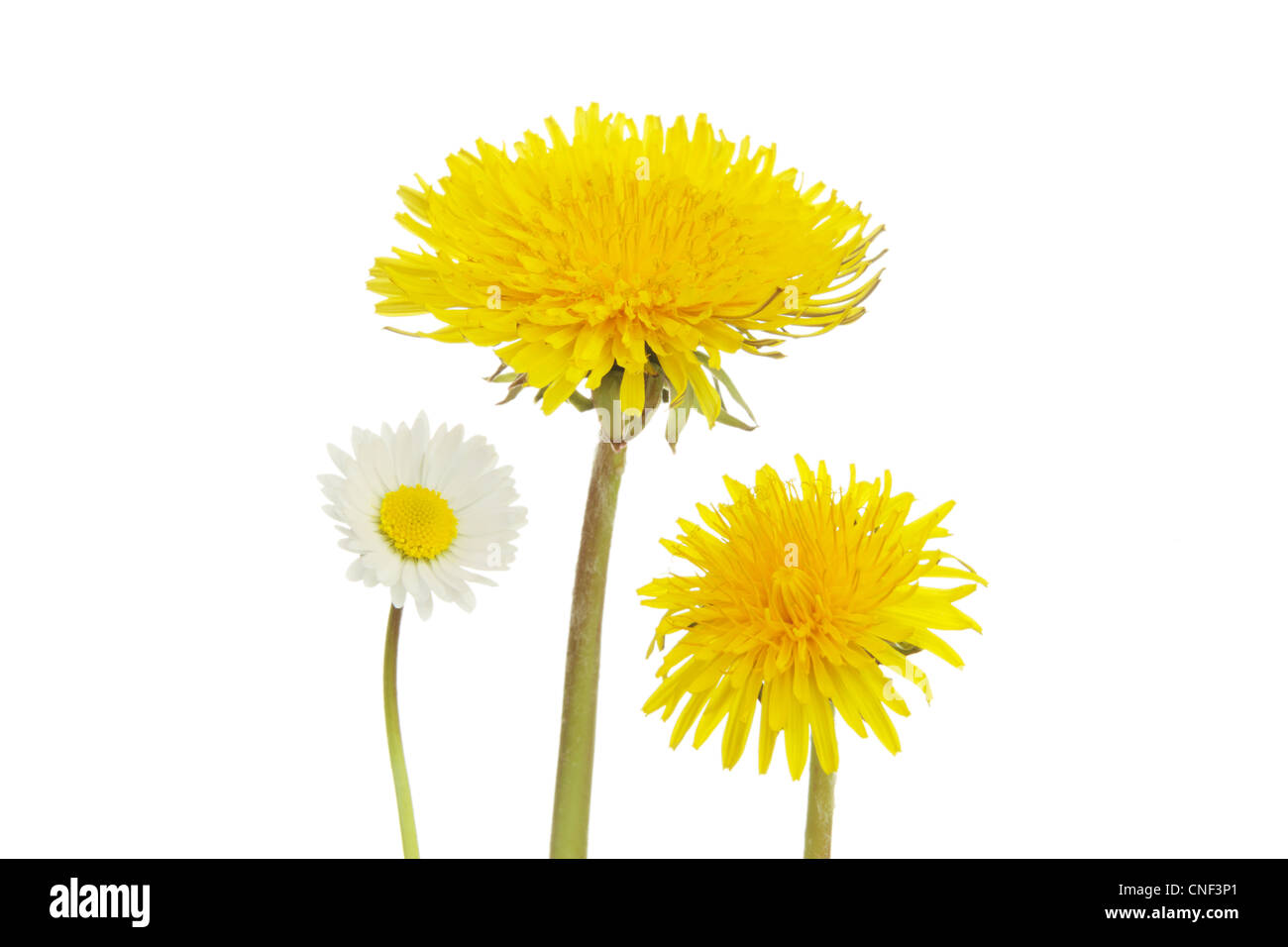 Two dandelions and a white daisy on a white background Stock Photo