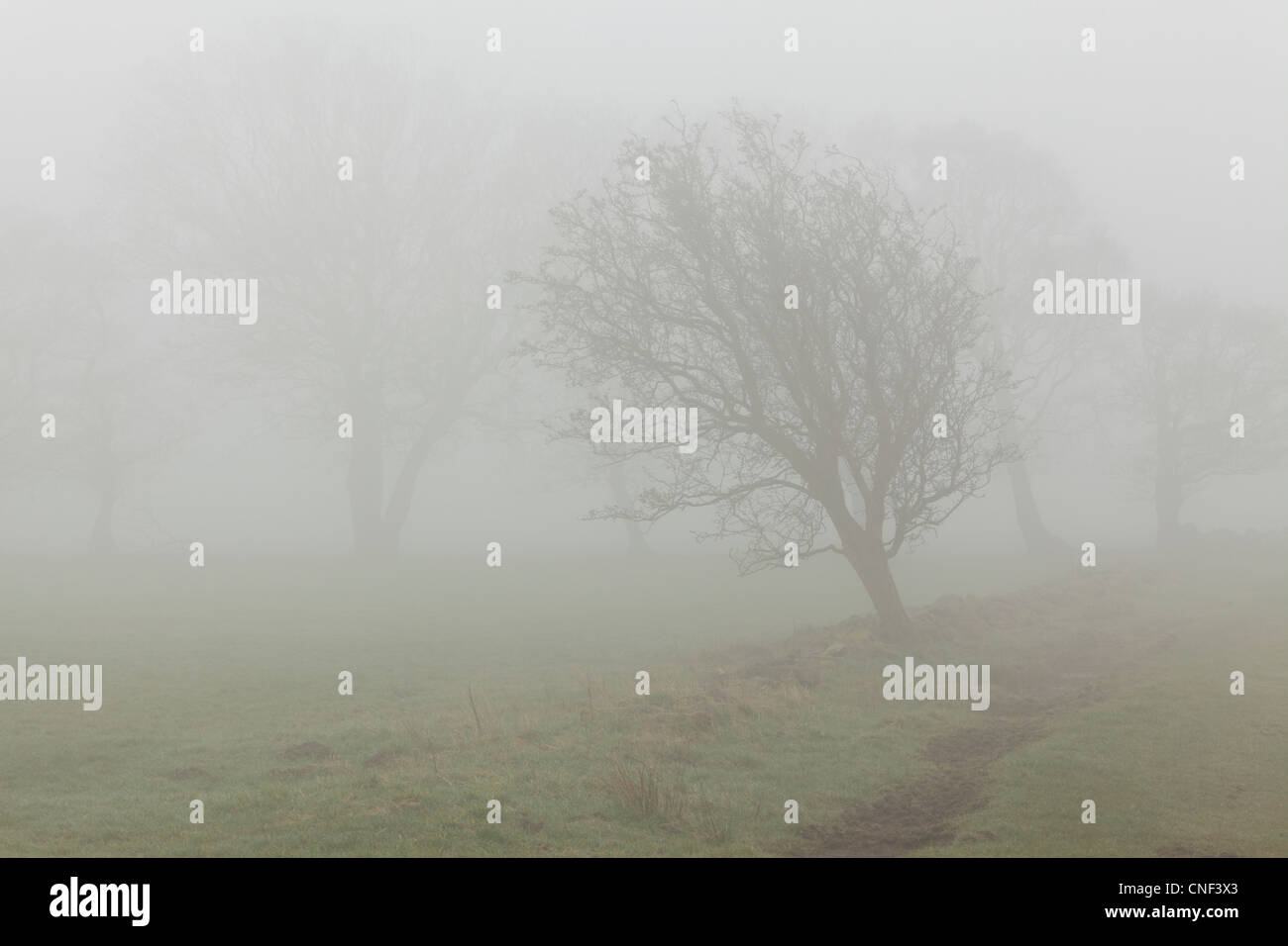 Silhouettes of fog-shrouded trees on a misty spring morning in Yorkshire Stock Photo