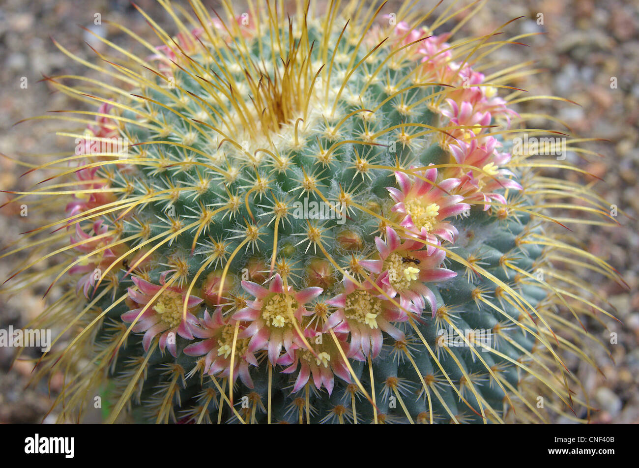 mammillaria montensis Mammillaria senilis
