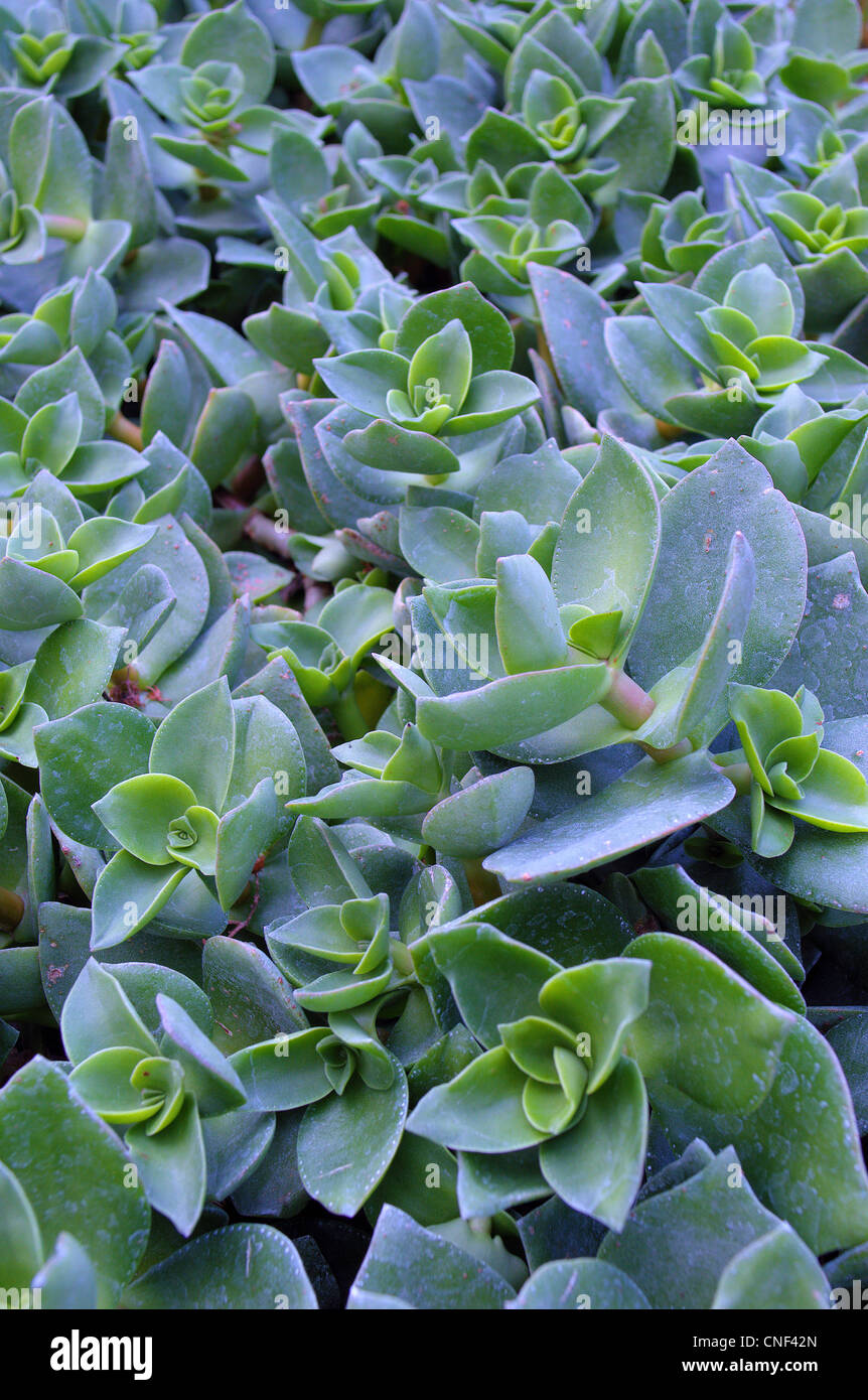 Succulent Crassula lactea Stock Photo